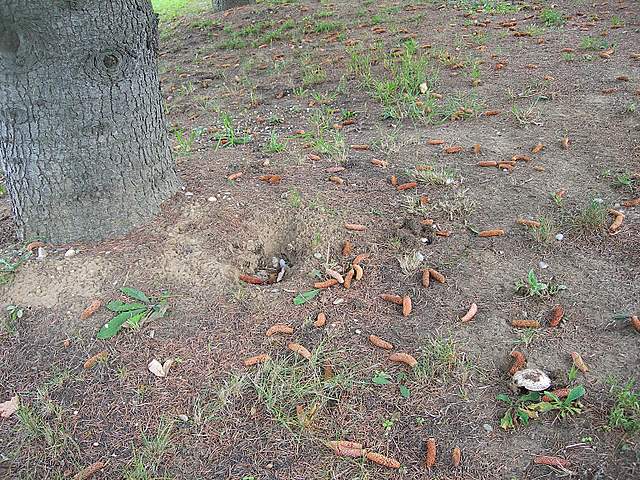 Agaricus pequinii    (Boud.)    Singer